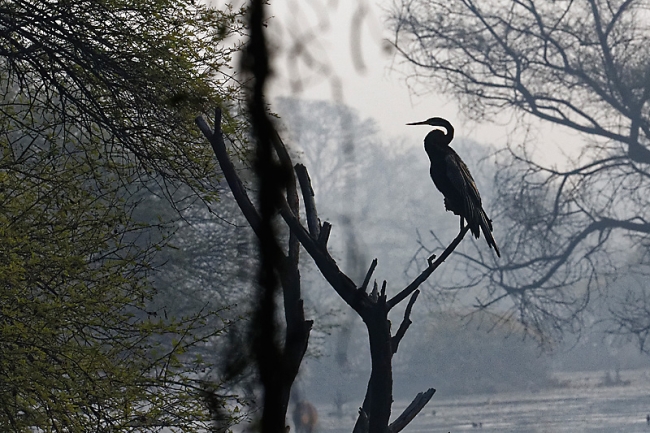 Keoladeo national park-072